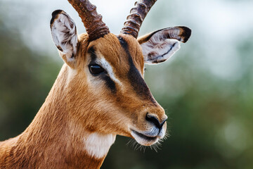 Common Impala horned male portrait isolated in natural background in Kruger National park, South Africa ; Specie Aepyceros melampus family of Bovidae