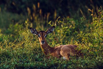 Cute young Common Impala lying down in grass in Kruger National park, South Africa ; Specie Aepyceros melampus family of Bovidae