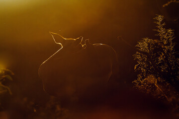 Common Impala with oxpecker silhouette sunrise light in Kruger National park, South Africa ; Specie...