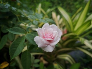 Close up small rose is pink color.	