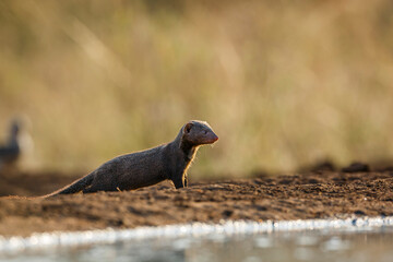 Slender mongoose standing along waterhole in backlit in Kgalagadi transfrontier park, South Africa;...