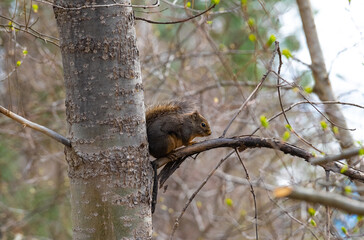 Squirrel relaxing in a tree