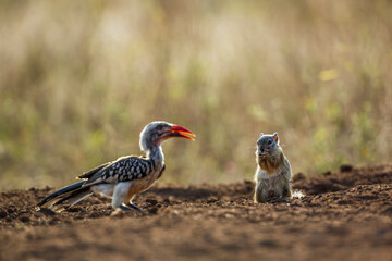 Smith bush squirrel and red billed hornbill looking for food on ground in Kruger National park, South Africa ; Specie Paraxerus cepapi family of Sciuridae