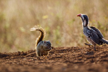 Smith bush squirrel and red billed hornbill looking for food on ground in Kruger National park, South Africa ; Specie Paraxerus cepapi family of Sciuridae