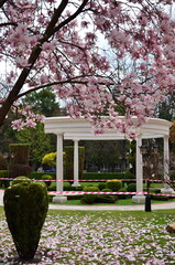 spring landscape with blooming magnolia in the park against the backdrop of the rotunda