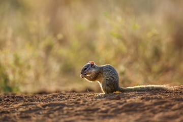 Smith bush squirrel eating seads on the ground in Kruger National park, South Africa ; Specie Paraxerus cepapi family of Sciuridae