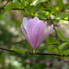 Closeup of a flower of Magnolia 'Pinkie' in a garden in Spring