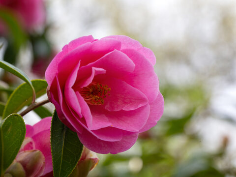 Closeup of a flower of Camellia × williamsii 'Crinkles' in a garden in Spring