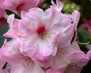 Closeup of flowers of Rhododendron 'Mrs Walter Burns' in a garden in Spring