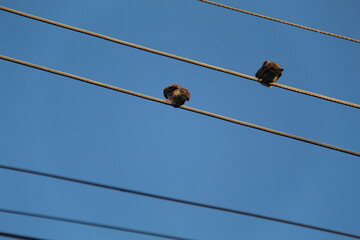 Birds on wire with blue sky. Birds on power lines. A group of gray birds with a few white birds