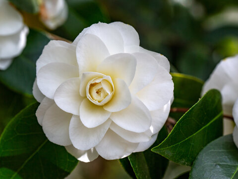 Closeup of a flower of Camellia japonica 'Imbricata Alba' in a garden in Spring