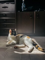 Cute cat relaxing in a modern home on brown floor