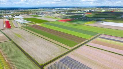 Aerial view of colorful tulip fields