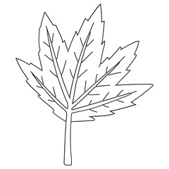 Foliage hand drawn vector illustration in line stroke design