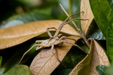 Nursery web spider (Pisaura mirabilis) in a typical position. A series of images. Macro.