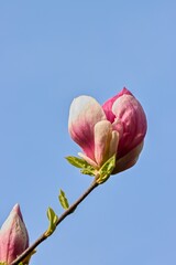 Magnolia flower with blue sky in the background. Close up.