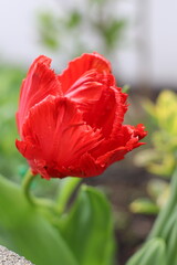 Obraz premium Home Garden Blossoms: Vibrant Florals and Lush Botanicals