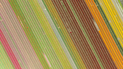 Top down aerial photo of colorful tulip fields