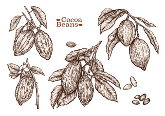 Cocoa tree branch with cocoa beans, chocolate beans, Clip art, set of elements for design Vector illustration. In botanical style - 792520074