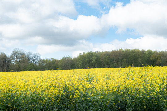Field of rape canola crop in bloom with bright yellow flowers with trees and blue sky with white fluffy cumulus clouds on a beautiful spring morning