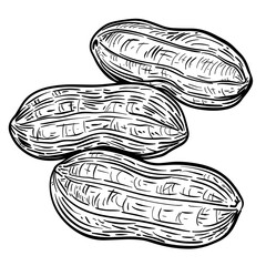 close-up sketch of a variety of nuts, showcasing their unique textures and surface details with fine lines