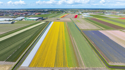 Aerial photo of colorful tulip fields - obrazy, fototapety, plakaty