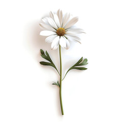Fototapeta na wymiar white daisy flower