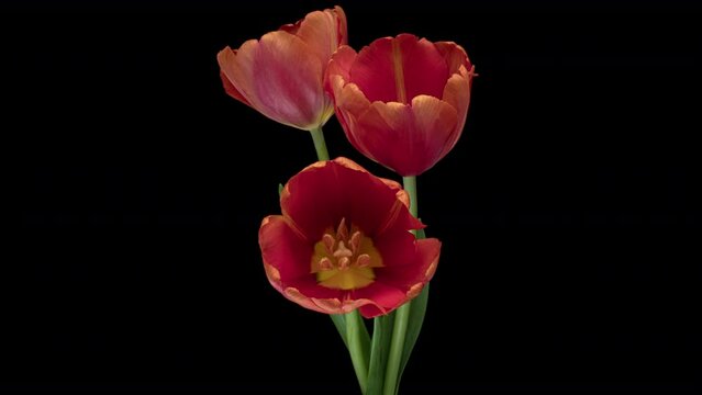 Beautiful bouquet of red tulips on black background, close-up. Holiday bouquet. Wedding backdrop, Valentines Day concept.