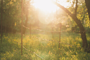 The beautiful sun shines in the garden through the barbed wire