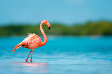 pink flamingo in water Flamingo Stand in The Water With Beautiful Nature animals birds