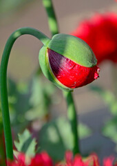 pąk kwiatowty maku ogrodowego, Papaver somniferum, czerwony mak ogrodowy,  red flower bud of...