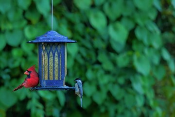 Beautiful cardinal chickadee birds perching blue bird feeder against green background - obrazy, fototapety, plakaty