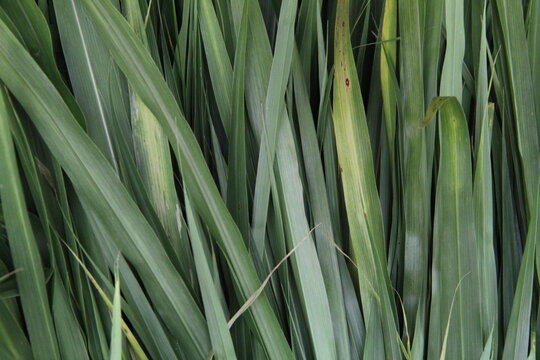 Brachiaria mutica is a species of grass known by the common names para grass, buffalo grass, Mauritius signal grass