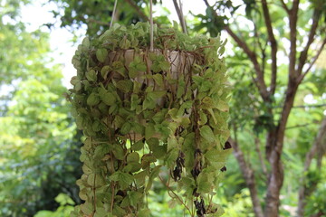 Hanging plants with a blurred background
