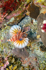 広げた羽根が美しいキリンミノ（フサカサゴ科）。

スキンダイビングポイントの底土海水浴場。
航路の終点、太平洋の大きな孤島、八丈島。
東京都伊豆諸島。
2020年2月水中撮影。

The Beautiful Zebra turkeyfish (Dendrochirus zebra) and others. 

At Shikinejima, Izu Islands, Tokyo.
underwat