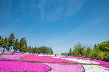秩父・羊山公園の芝桜と青空