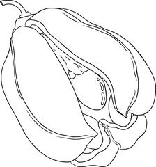 Hand drawn line Ackee, Blighia sapida or achee, medicinal plant. Vector plant Illustration on white Background for coloring pages, label, poster, print
