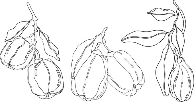 Hand drawn line Ackee, Blighia sapida or achee, medicinal plant. Vector plant Illustration on white Background for coloring pages, label, poster, print

