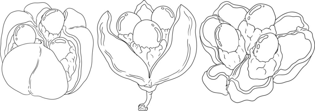 Hand drawn line Ackee, Blighia sapida or achee, medicinal plant. Vector plant Illustration on white Background for coloring pages, label, poster, print
