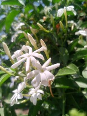 lily of the valley flower