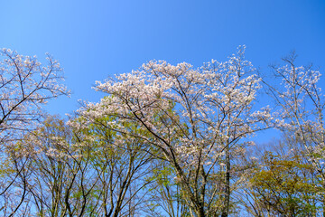 青空に映える桜の木