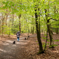 old woman walks dogs in spring forest near utrecht in the netherlands