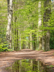 lonely figure on forest path in spring under beech trees in holland