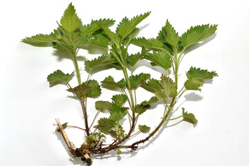 Nettle plant on a white background.