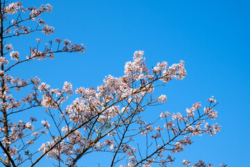 青い空と桜の花