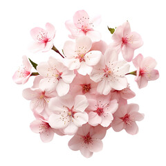 cherry blossom isolated on transparent background Generative AI