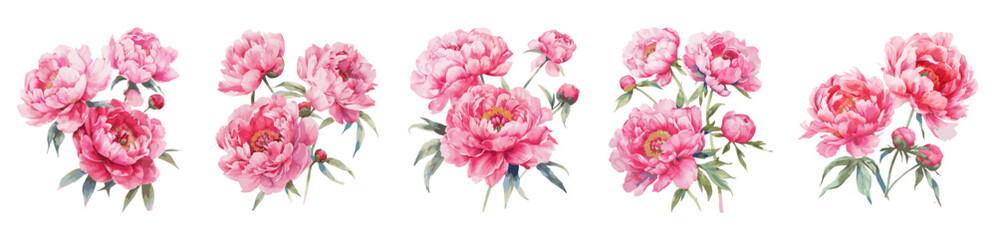 Peony pink flowers watercolor isolated on white background. Set of beautiful flower for wedding and invitation vector illustration © Narin