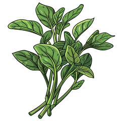 Spinach. Vector illustration of a bunch of spinach leaves.