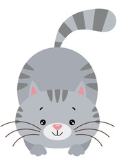 Cute and adorable gray cat isolated