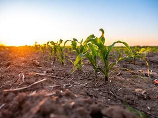 Close-up of a young corn plant growing in fertile soil at sunset